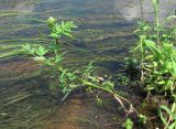 Thalictrum flavum