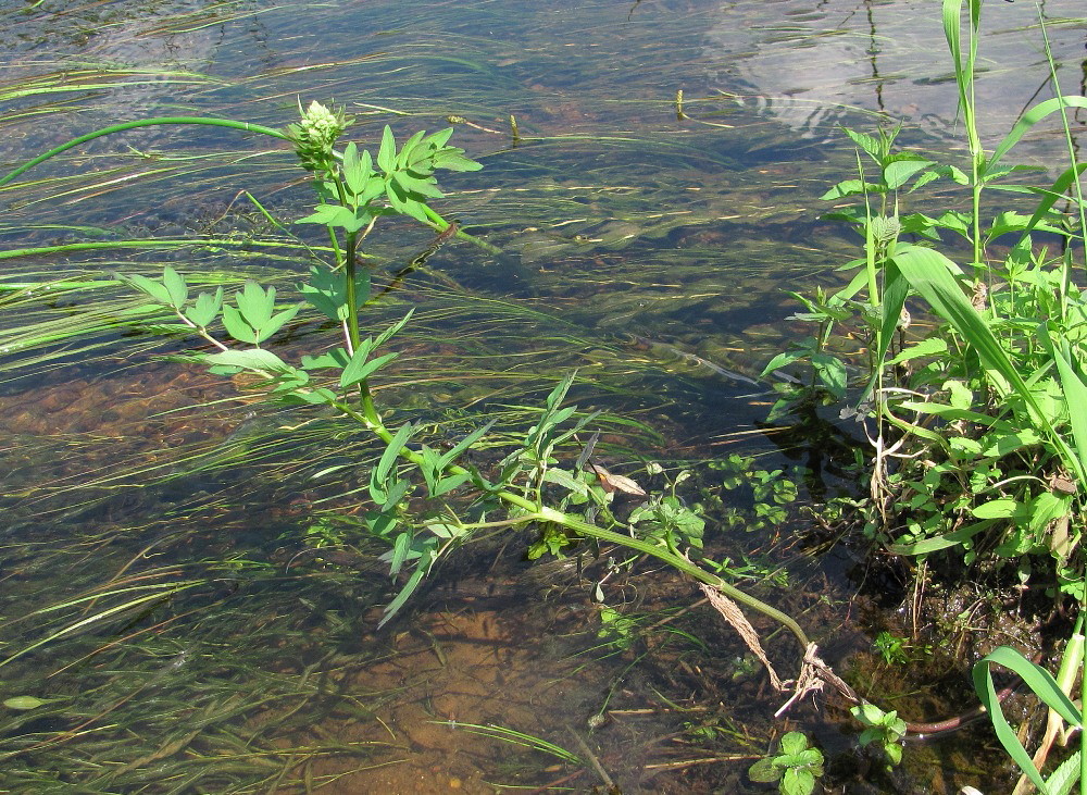 Image of Thalictrum flavum specimen.