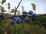 Prunus stepposa