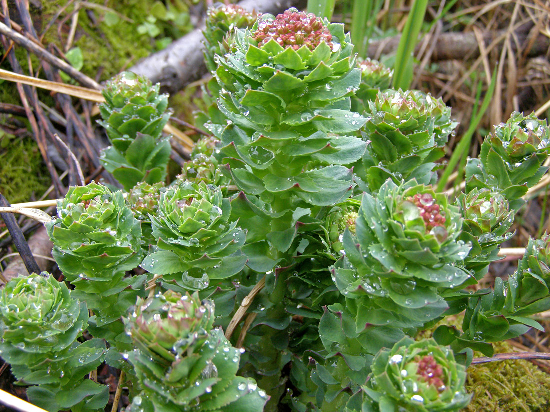 Image of Rhodiola rosea specimen.