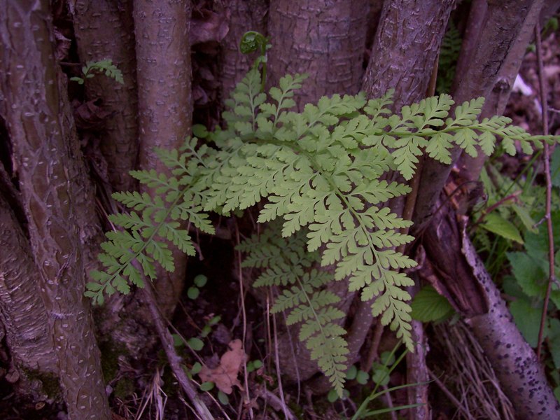 Изображение особи Cystopteris fragilis.