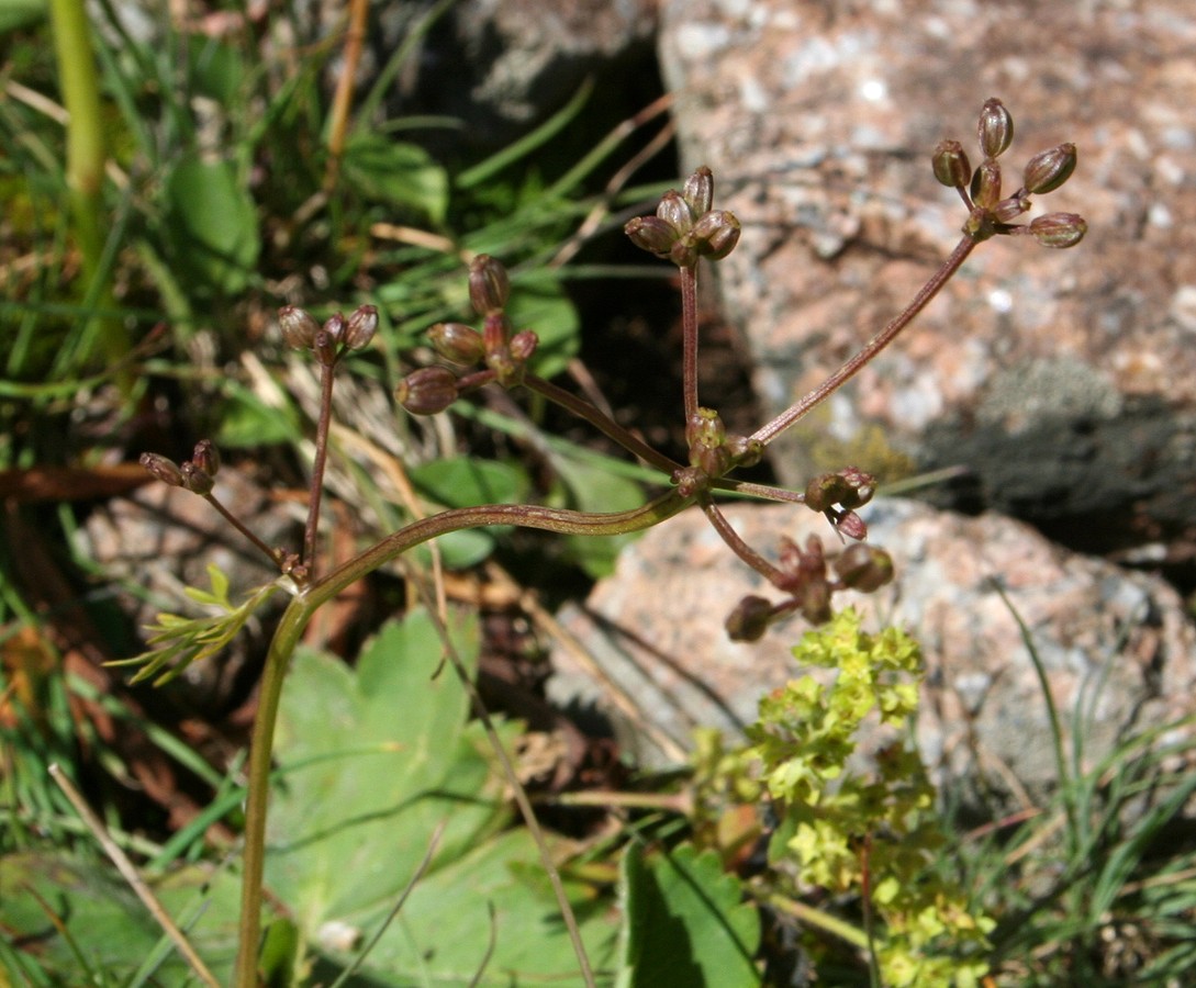 Image of Vicatia atrosanguinea specimen.