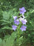 Campanula persicifolia