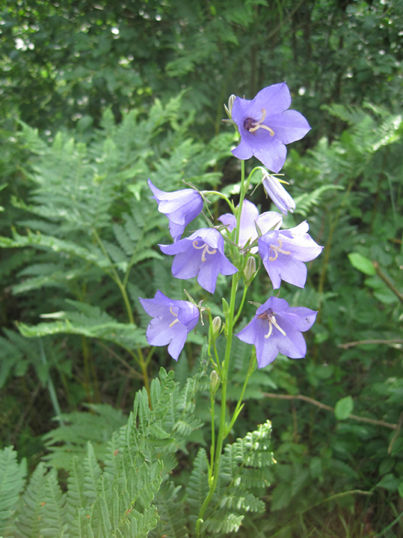 Image of Campanula persicifolia specimen.