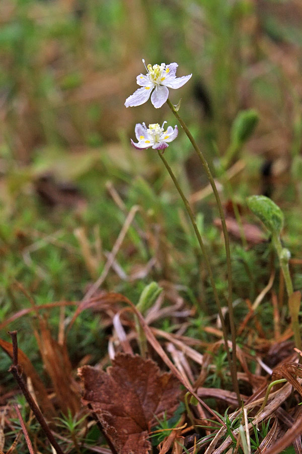 Изображение особи Coptis trifolia.