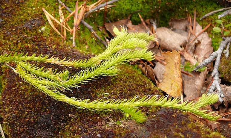 Изображение особи Lycopodium lagopus.