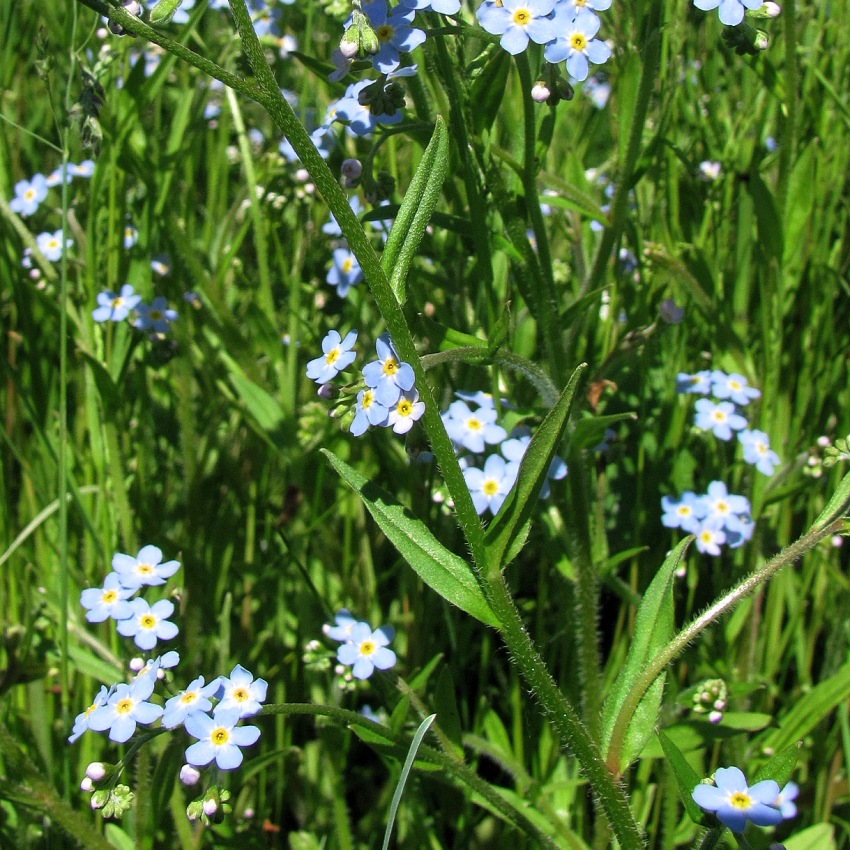 Изображение особи Myosotis palustris.