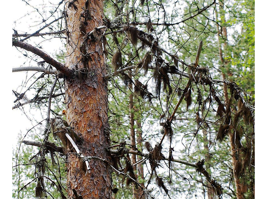 Image of Pinus friesiana specimen.