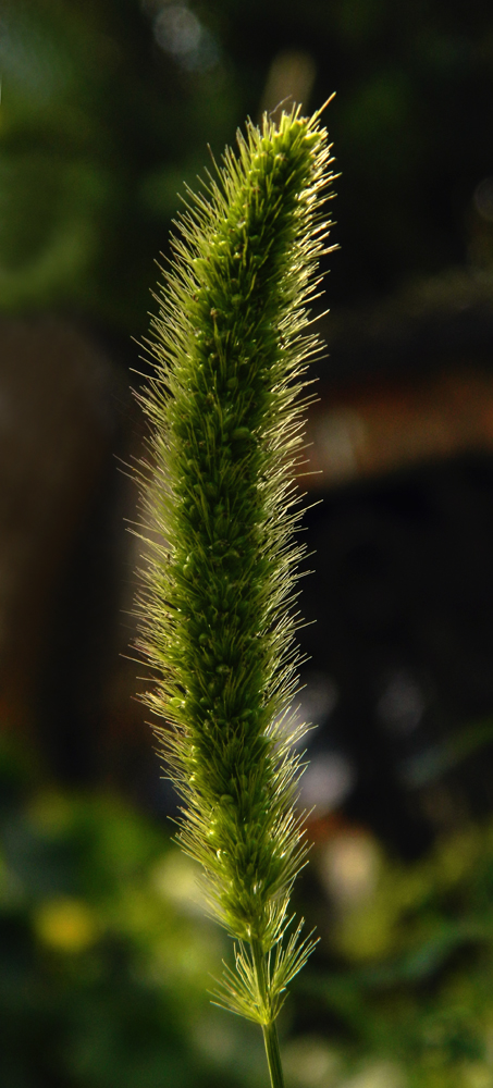 Image of Setaria viridis specimen.