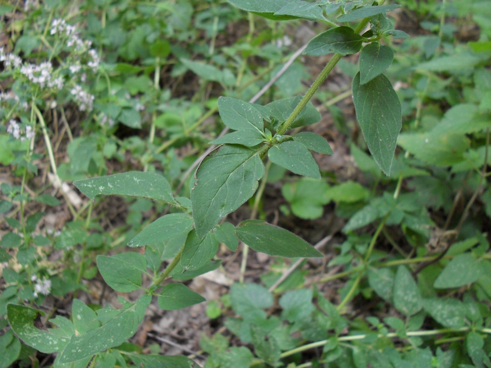 Image of Origanum vulgare specimen.