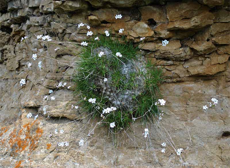 Image of Gypsophila tenuifolia specimen.