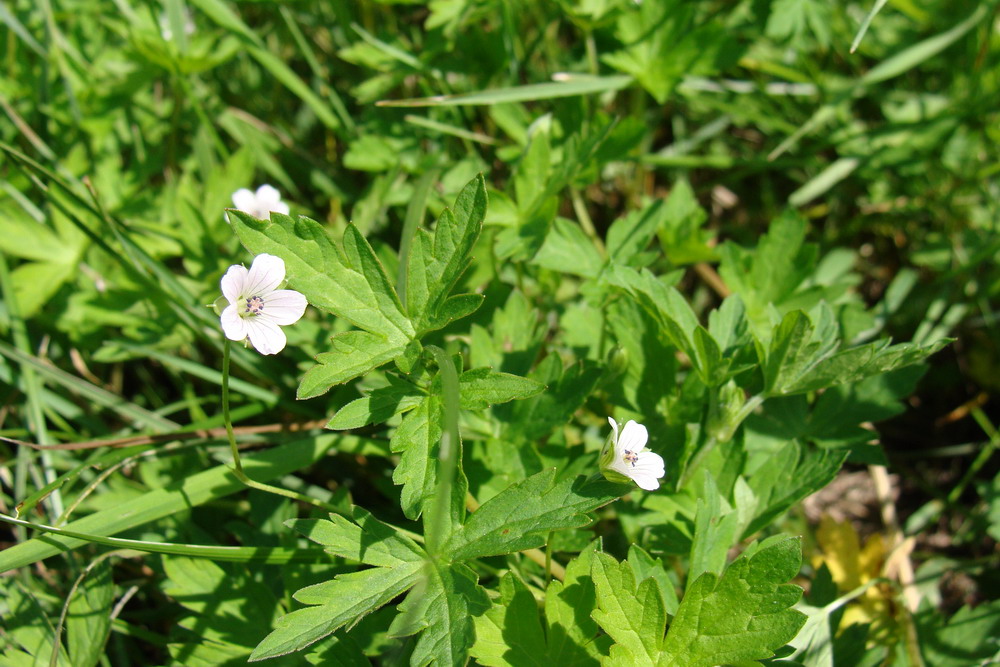 Image of Geranium sibiricum specimen.