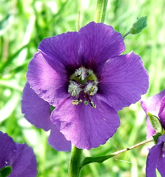 Image of Verbascum phoeniceum specimen.