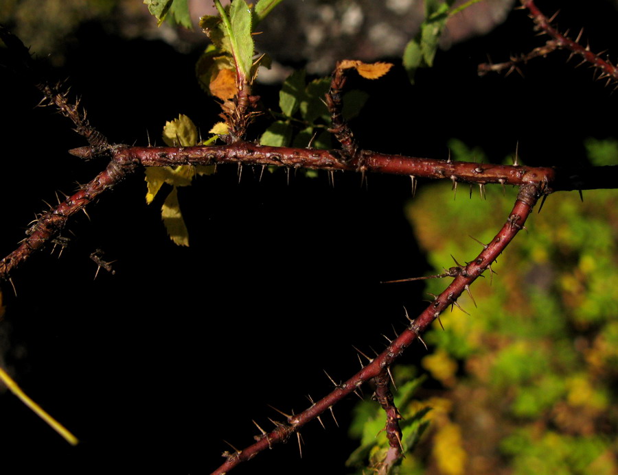 Изображение особи Rosa oxyacantha.