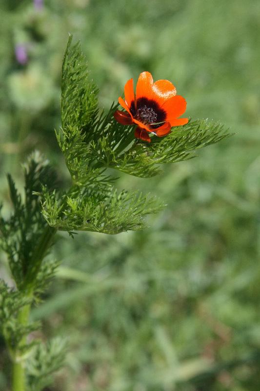 Image of Adonis parviflora specimen.