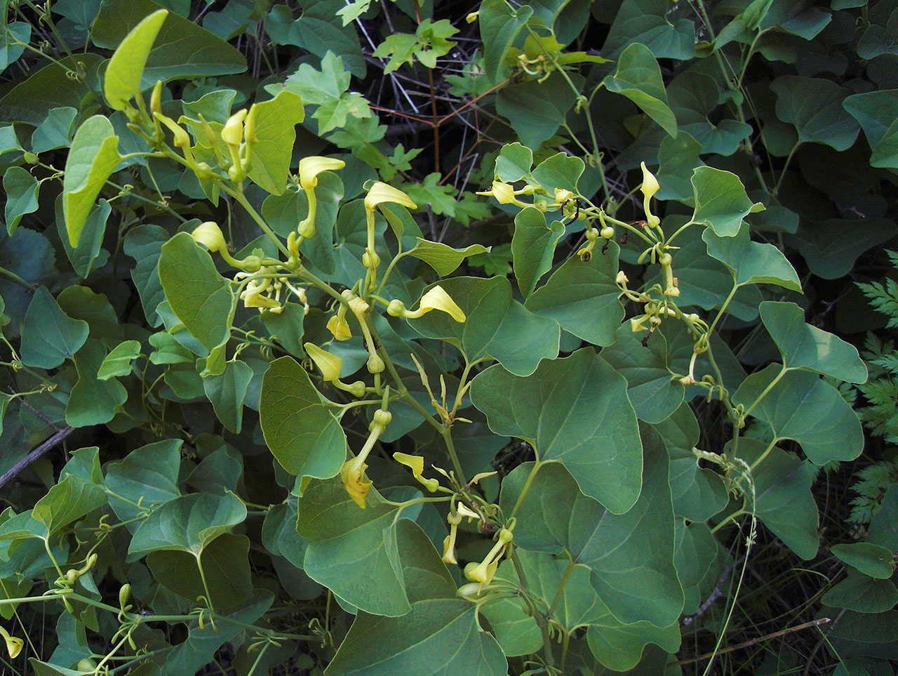 Изображение особи Aristolochia clematitis.