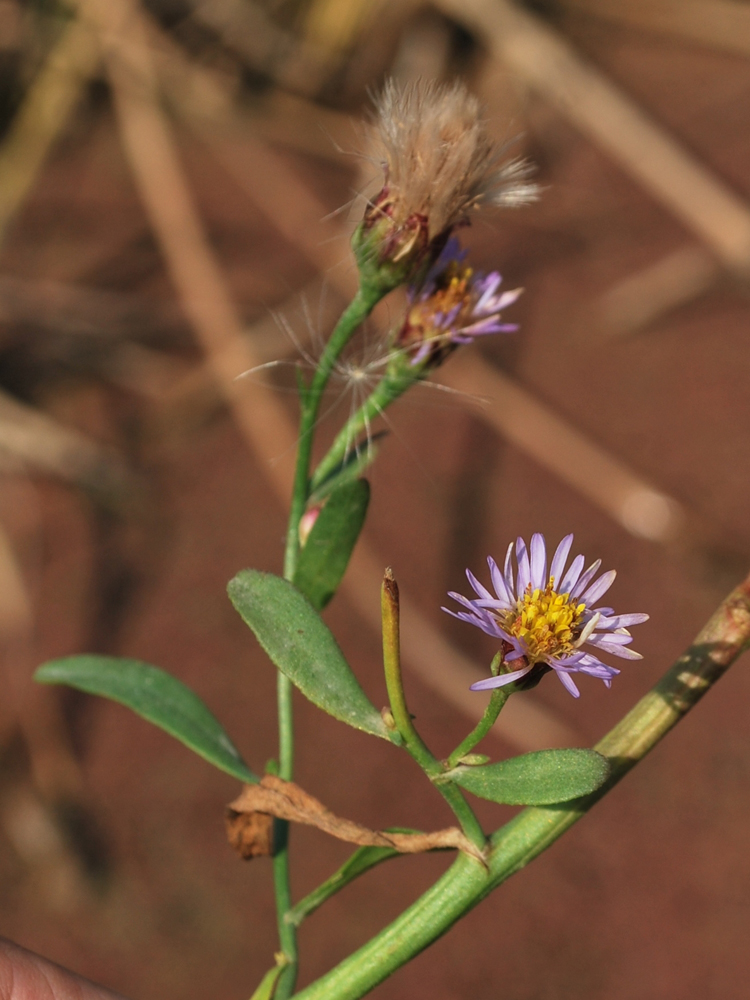 Image of Tripolium pannonicum specimen.