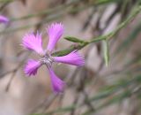 Dianthus pendulus. Цветок. Israel, Mount Carmel. Сентябрь 2006 г.