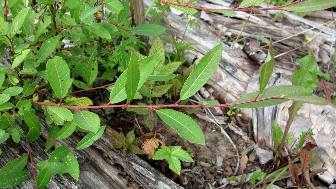 Image of Salix &times; coerulescens specimen.