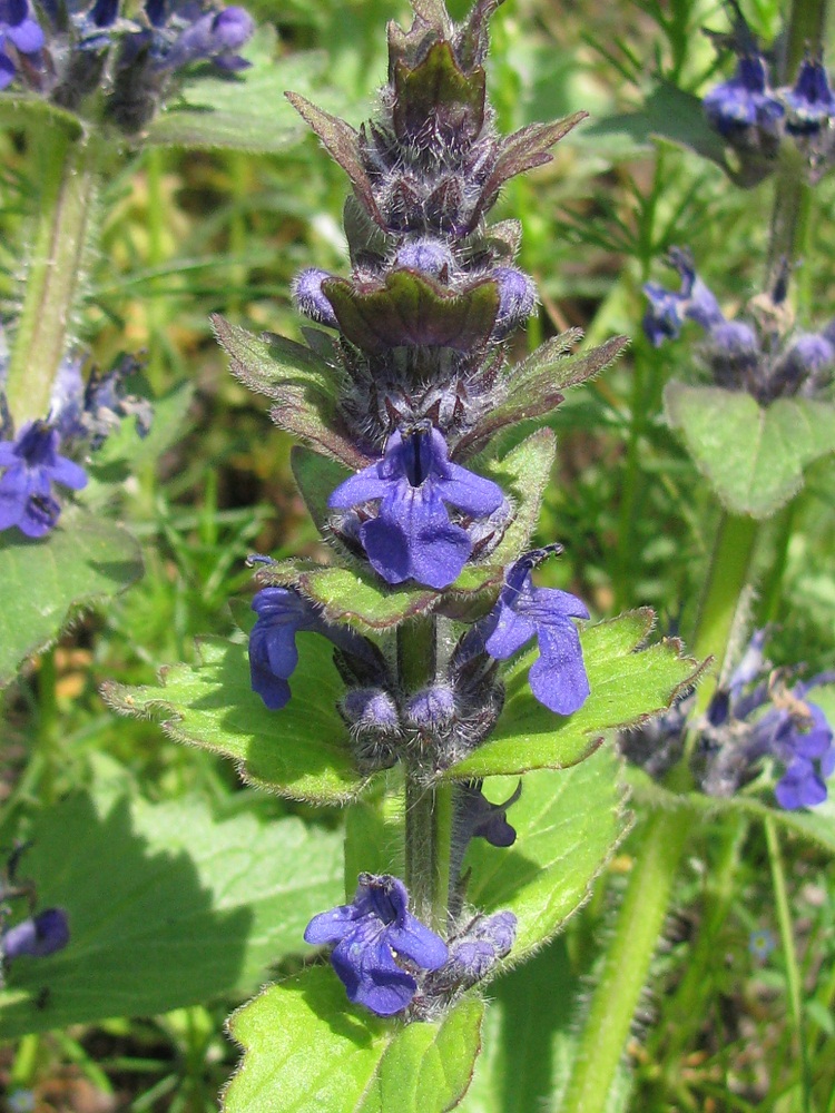 Image of Ajuga genevensis specimen.