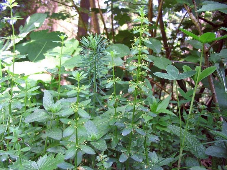 Image of Cruciata glabra specimen.