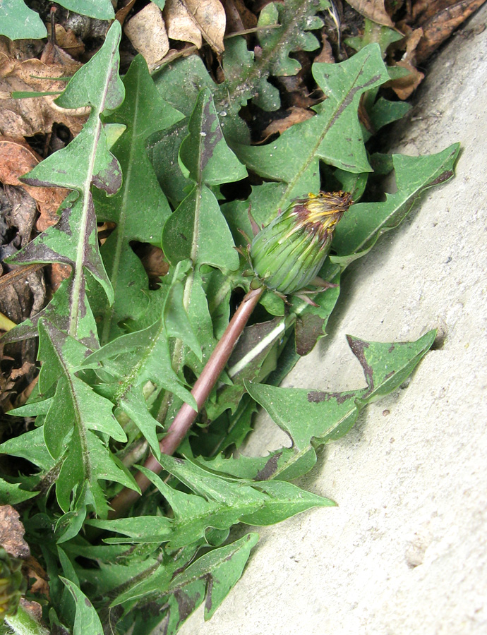 Image of genus Taraxacum specimen.