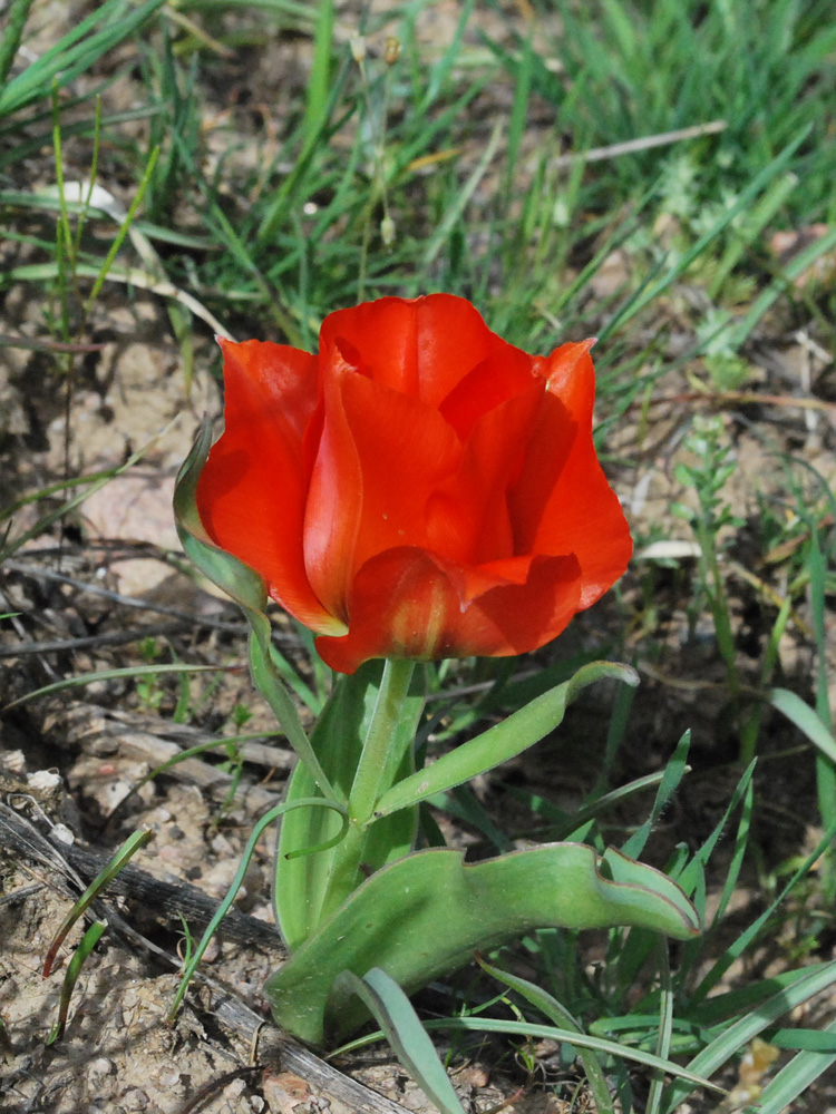 Изображение особи Tulipa greigii.