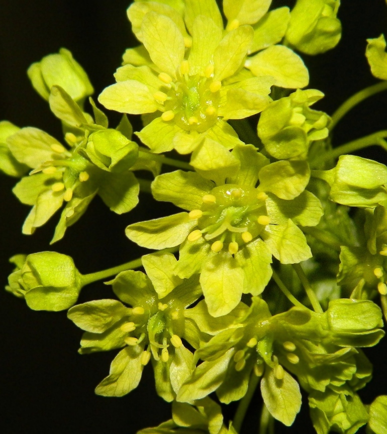 Image of Acer platanoides specimen.