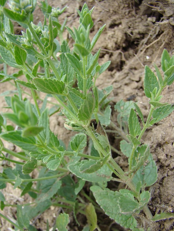 Image of Nepeta parviflora specimen.