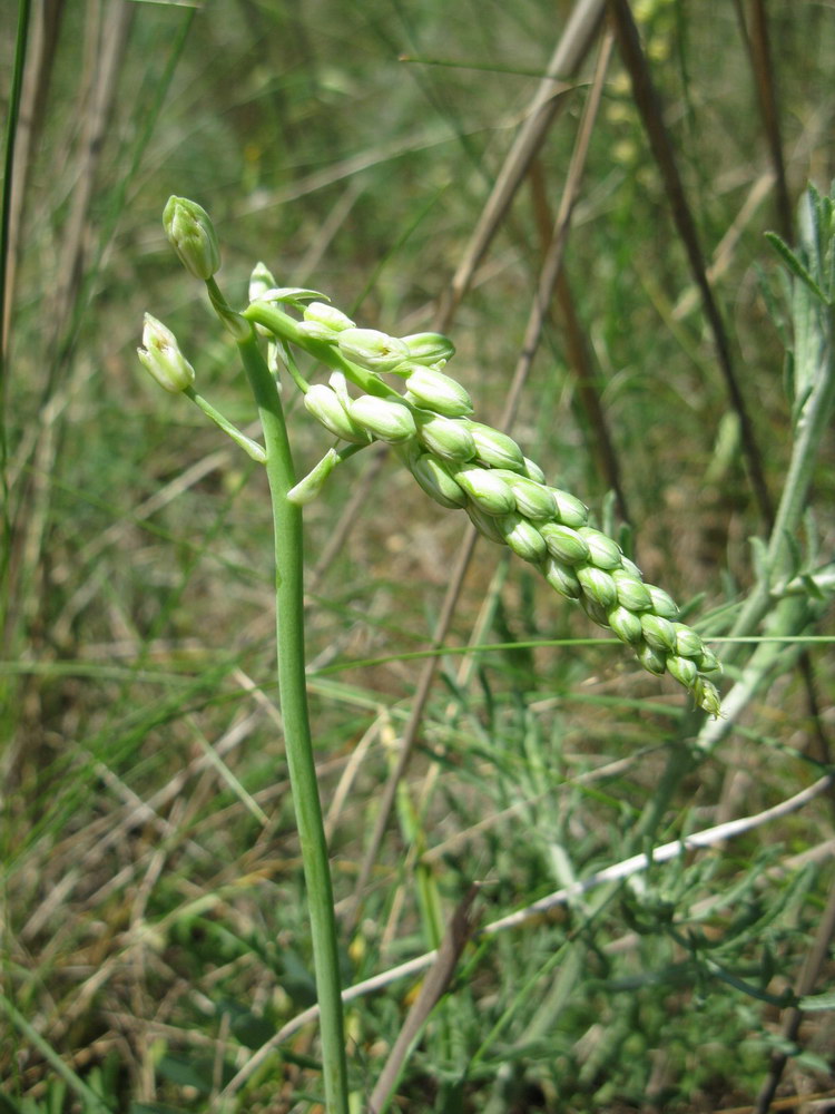 Image of Ornithogalum pyrenaicum specimen.