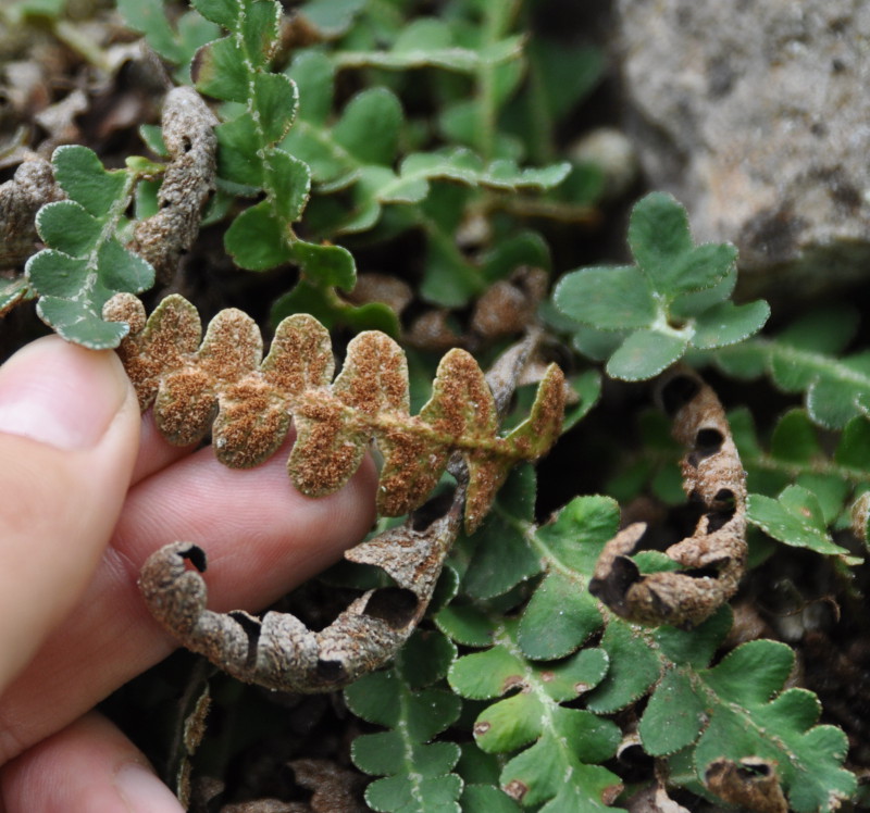 Image of Ceterach officinarum specimen.