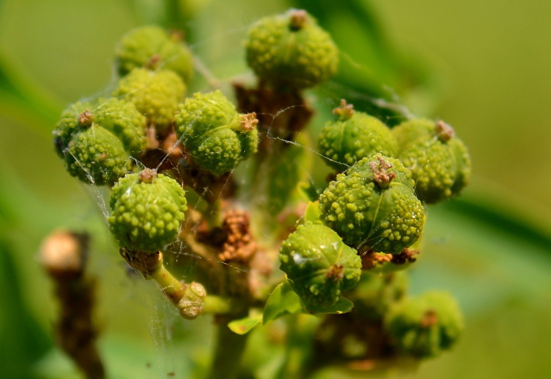 Image of Euphorbia palustris specimen.