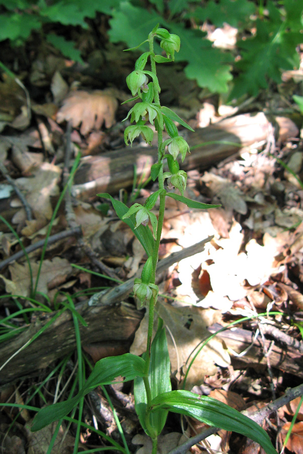 Изображение особи Epipactis muelleri.