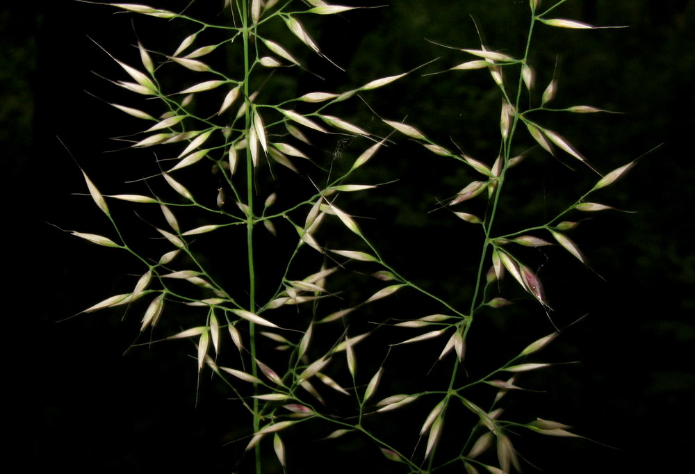 Image of Calamagrostis arundinacea specimen.