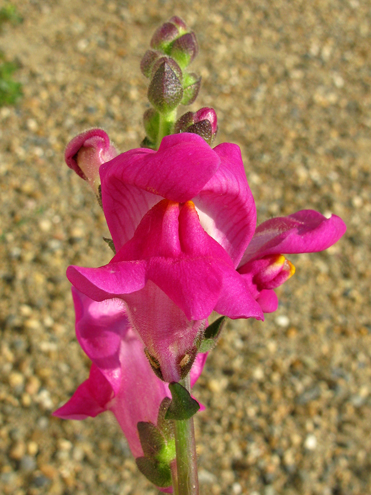 Изображение особи Antirrhinum majus.