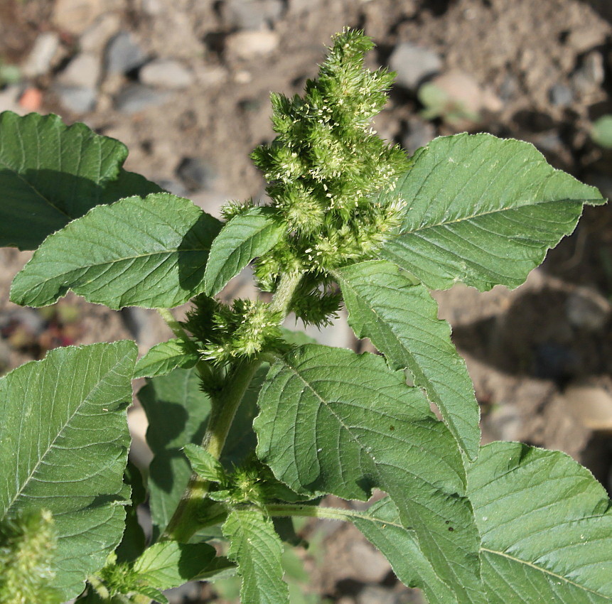 Image of Amaranthus retroflexus specimen.