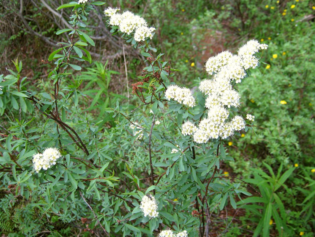 Изображение особи Spiraea alpina.