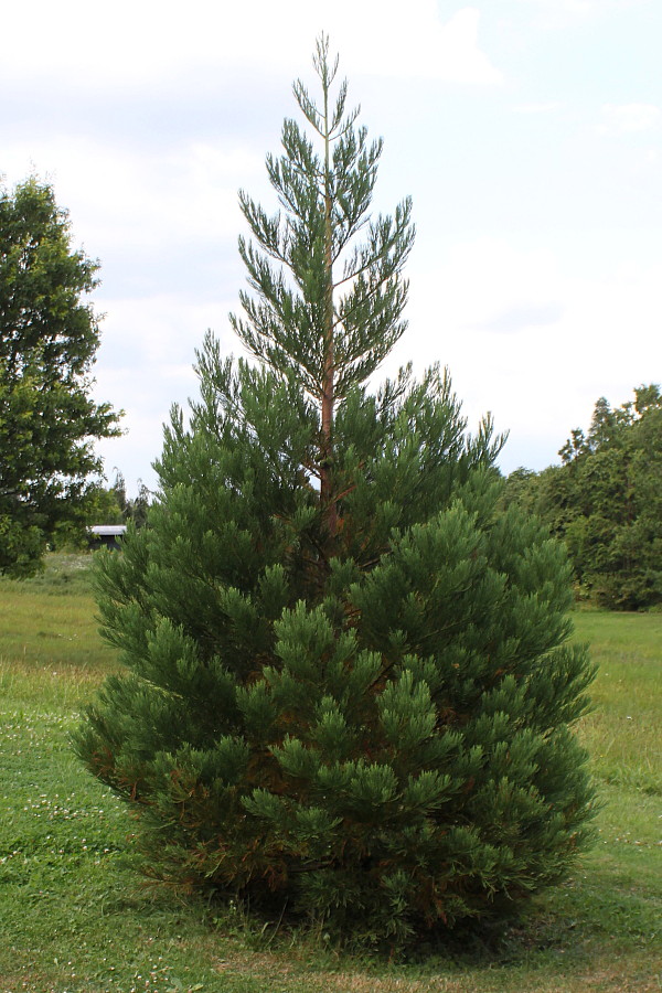 Image of Sequoiadendron giganteum specimen.