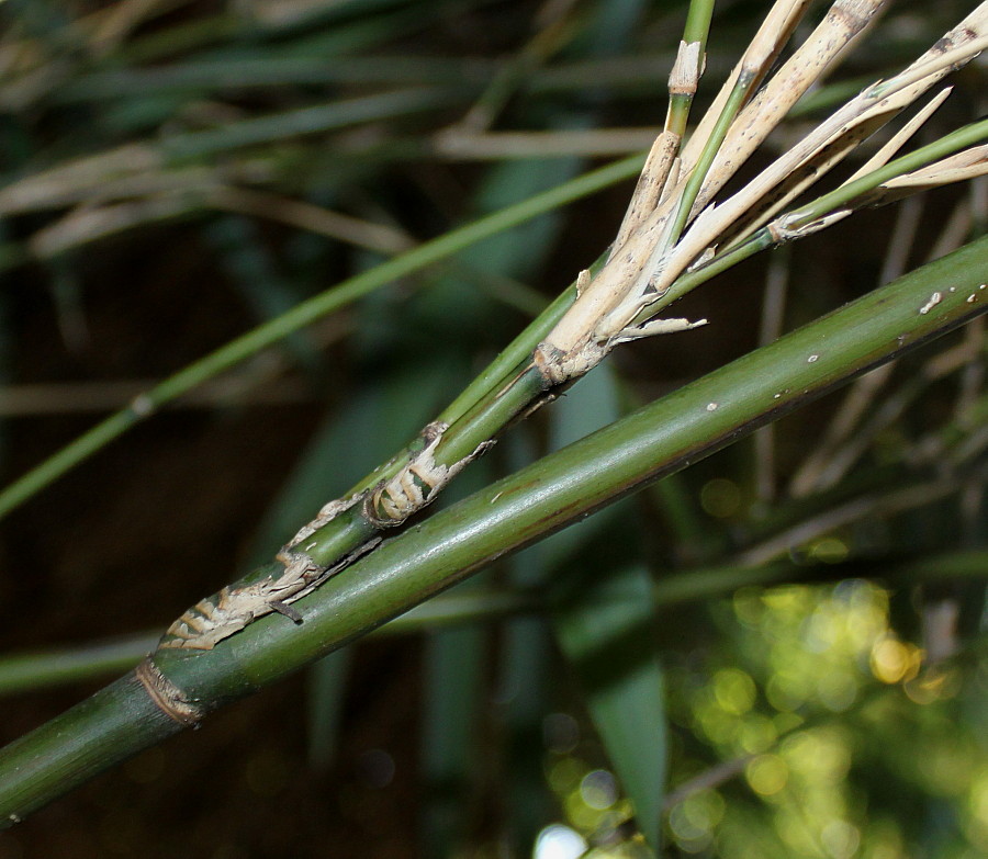 Image of genus Bambusa specimen.