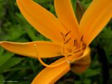 Hemerocallis esculenta. Цветок. Курильские о-ва, о. Шикотан, окр. пос. Крабозаводское, склон. 17.06.2013.