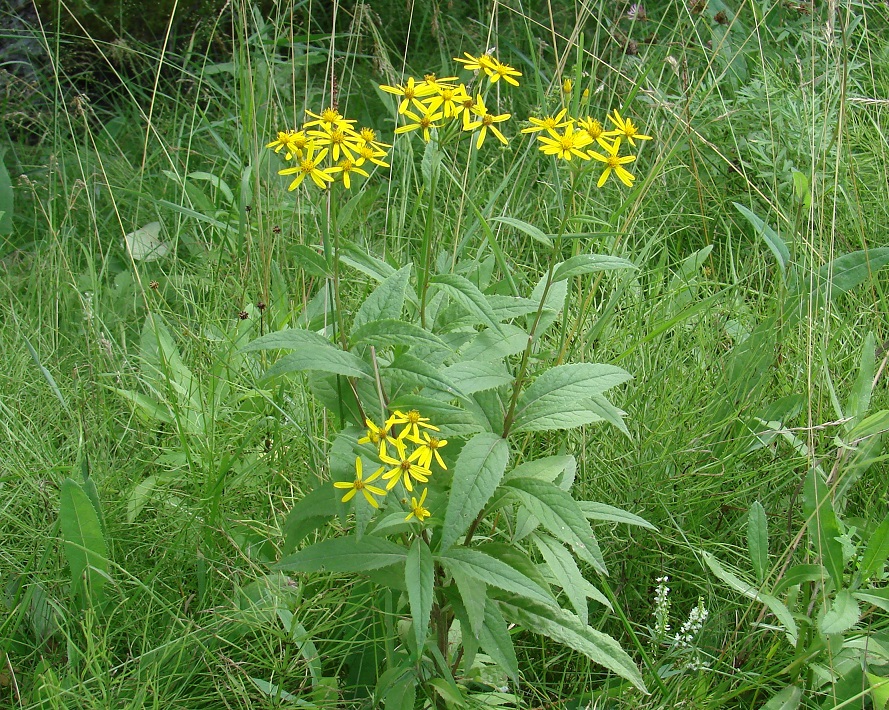 Изображение особи Senecio nemorensis.