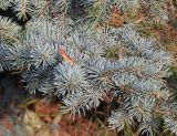 Picea pungens form glauca. Ветка. Германия, г. Bad Lippspringe, в культуре. 02.02.2014.