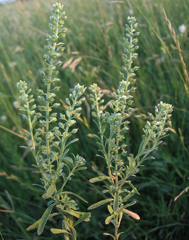 Image of Alyssum alyssoides specimen.