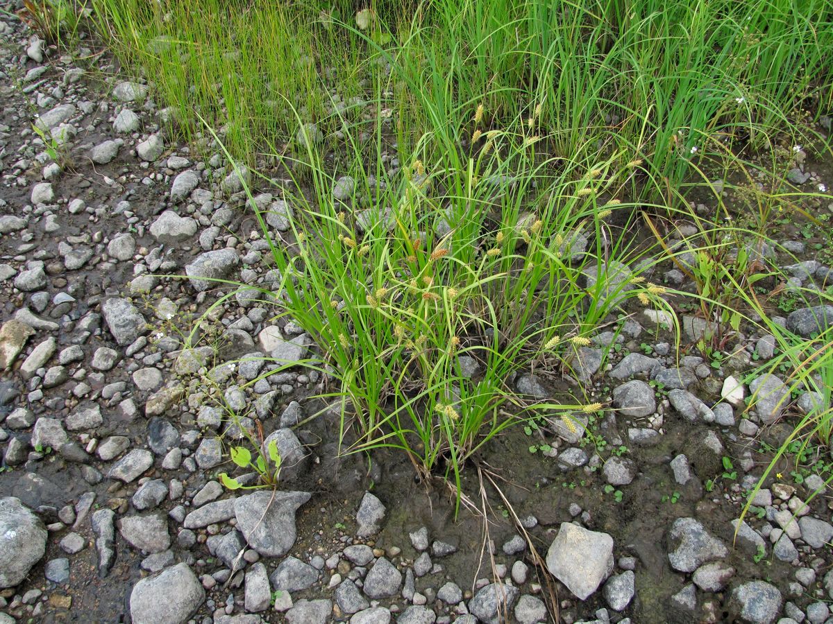 Image of Carex vesicaria specimen.