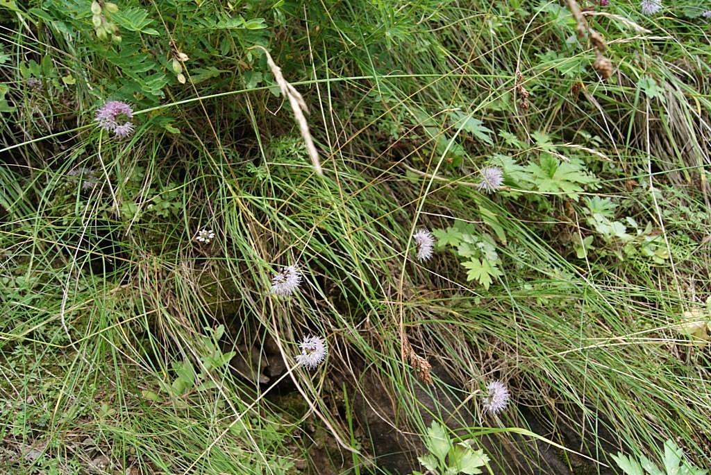 Image of Allium splendens specimen.