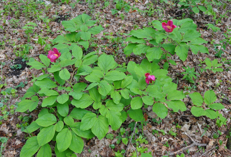 Изображение особи Paeonia caucasica.