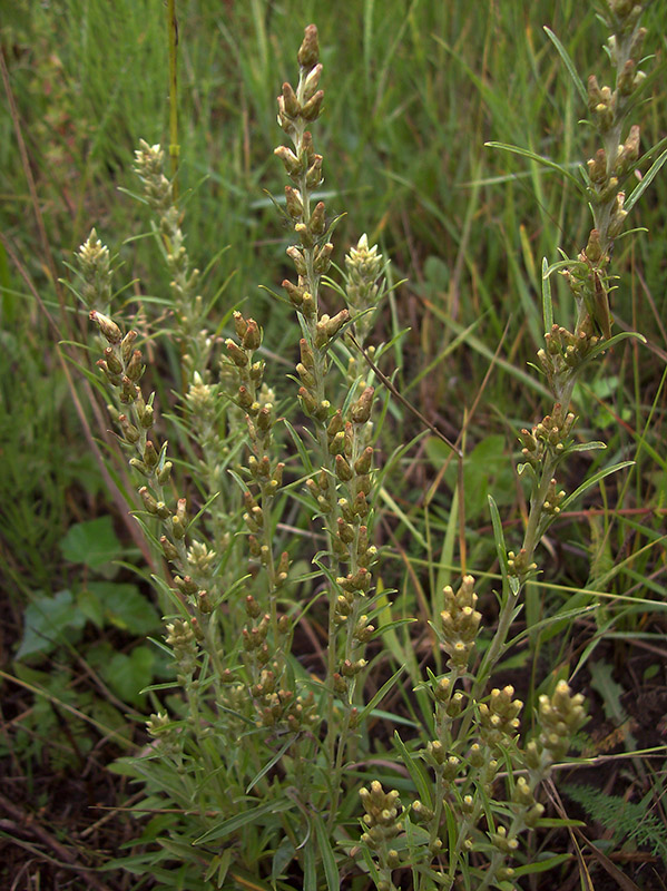 Изображение особи Omalotheca sylvatica.