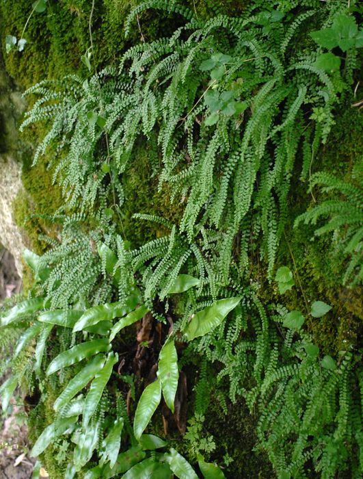 Image of Asplenium trichomanes specimen.