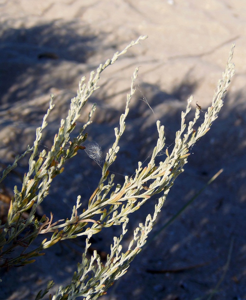 Image of Artemisia santonicum specimen.