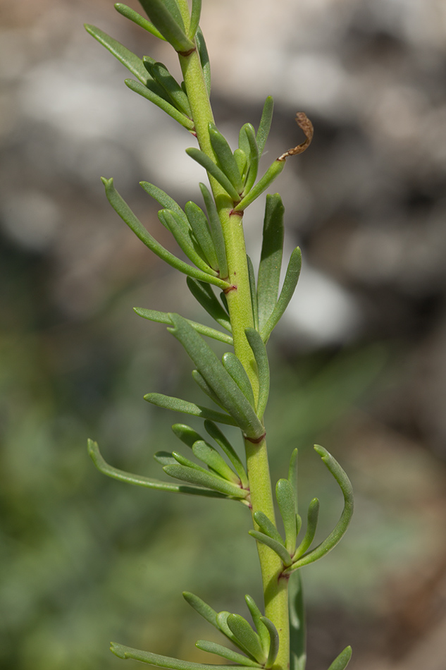 Изображение особи Limbarda crithmoides.